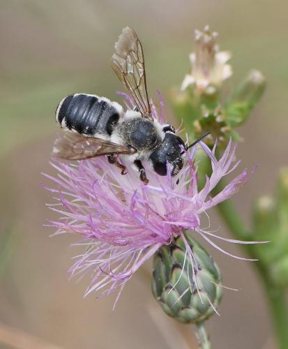 Réf. 237 492 : Megachile albisecta